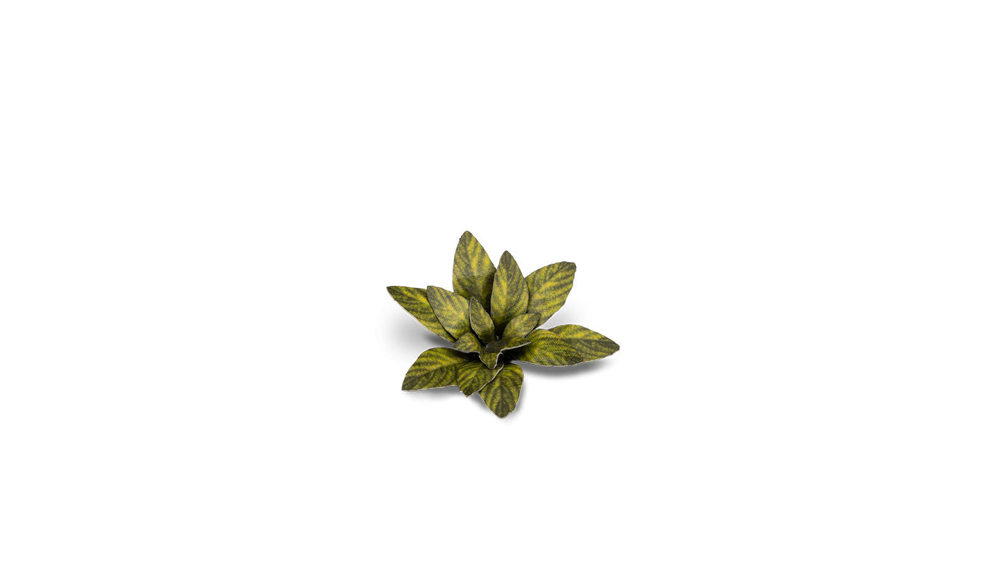 Gamers Grass - Laser Plants - Dumb Cane - Out of Play