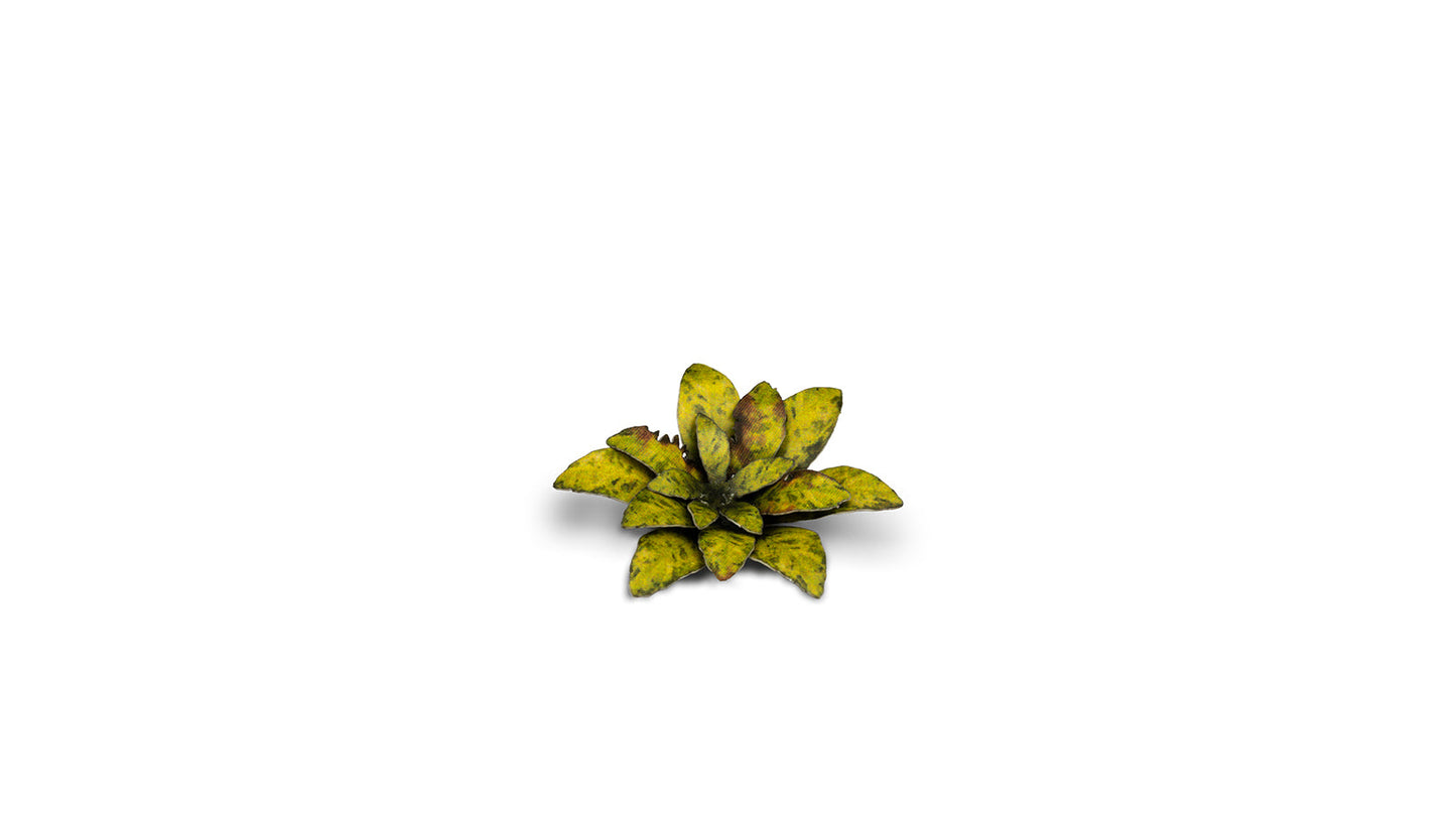 Gamers Grass - Laser Plants - Dumb Cane - Out of Play