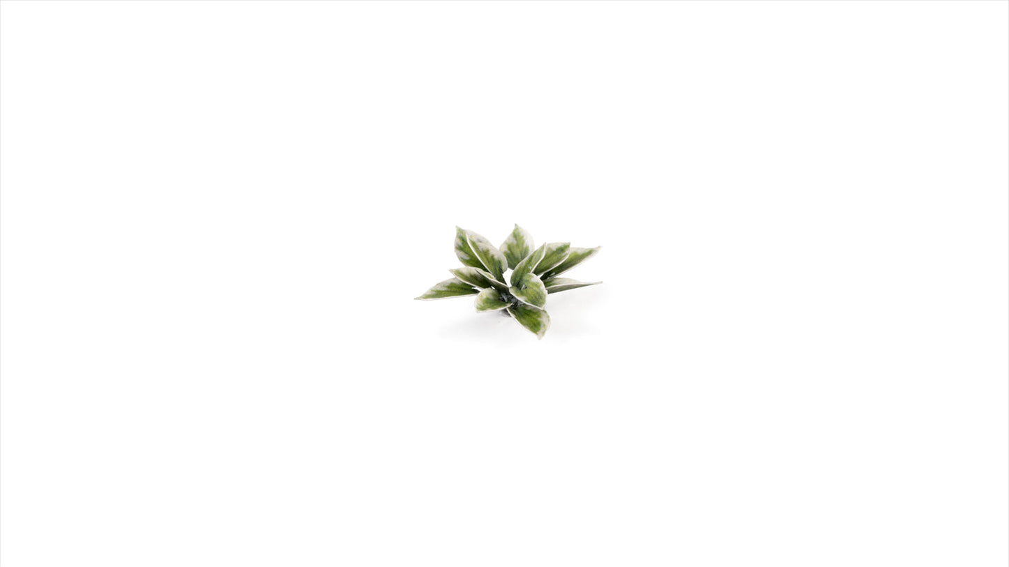 Gamers Grass - Laser Plants - Plantain Lily - Out of Play
