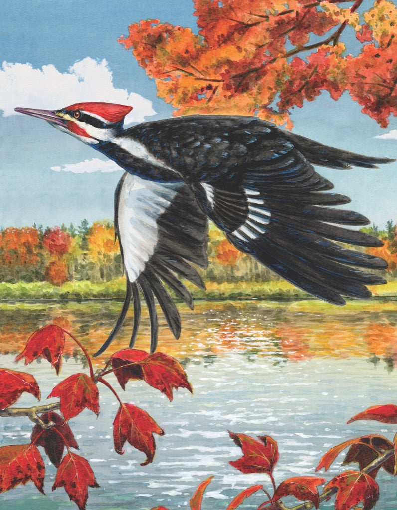Pileated Woodpecker Mini - Out of Play
