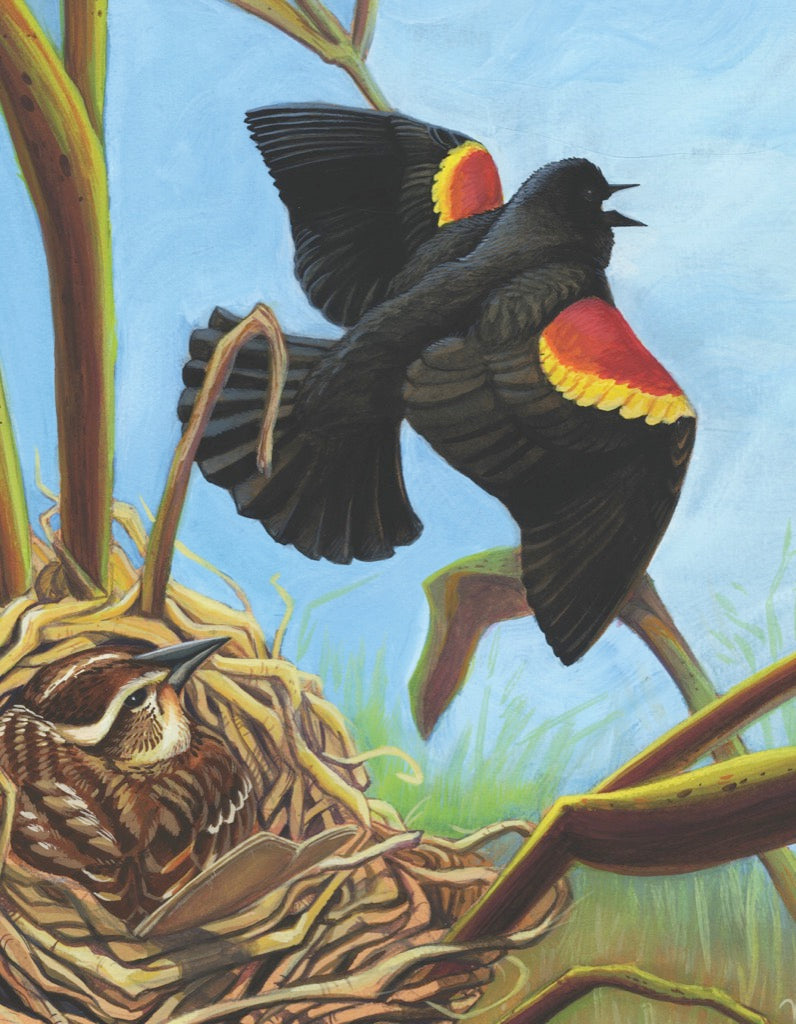 Red-winged Blackbird Mini - Out of Play