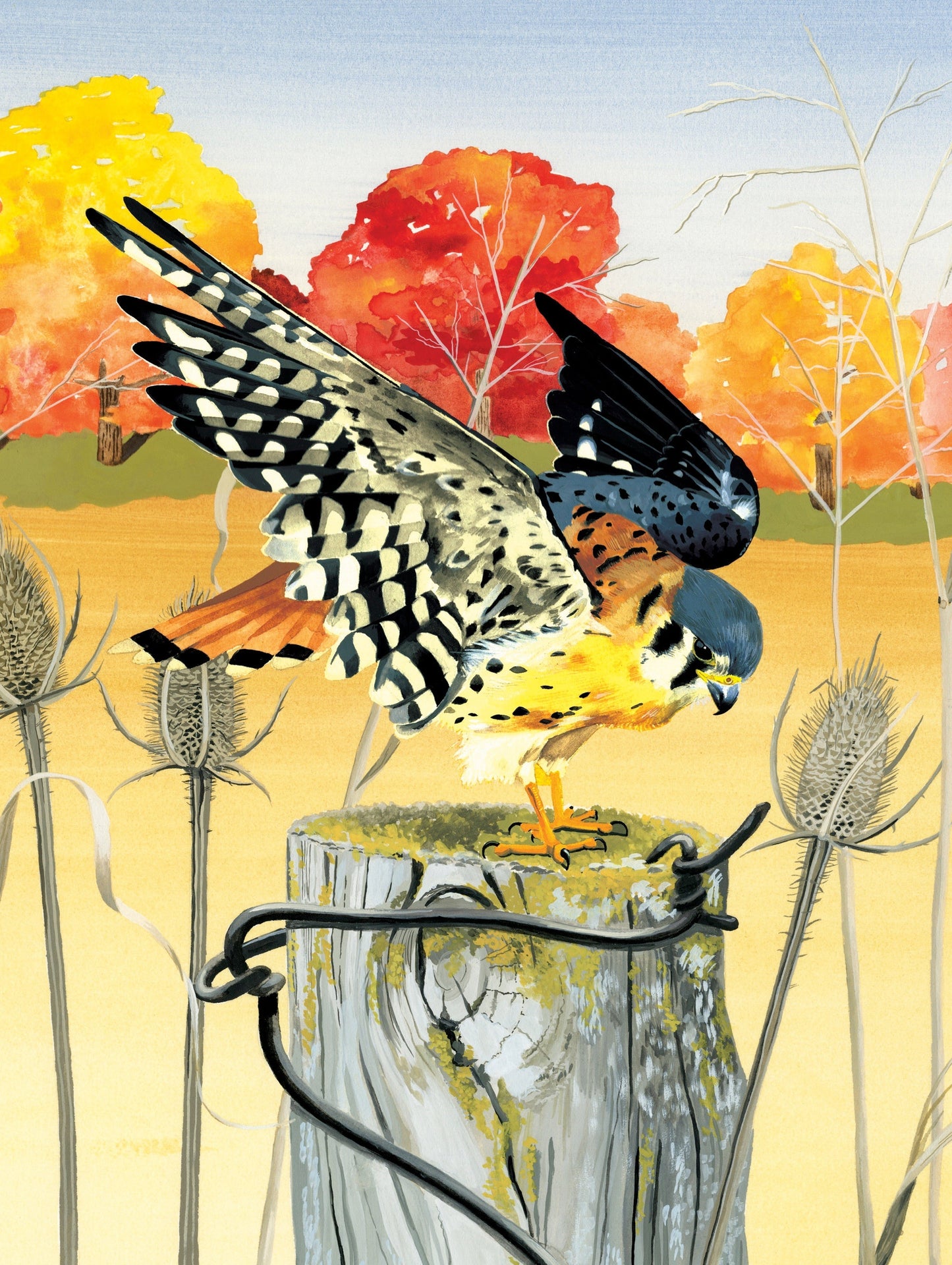 American Kestrel - Out of Play