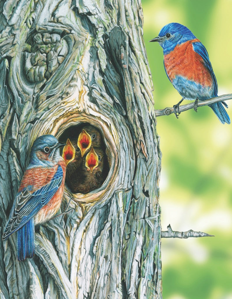 Western Bluebird Mini - Out of Play