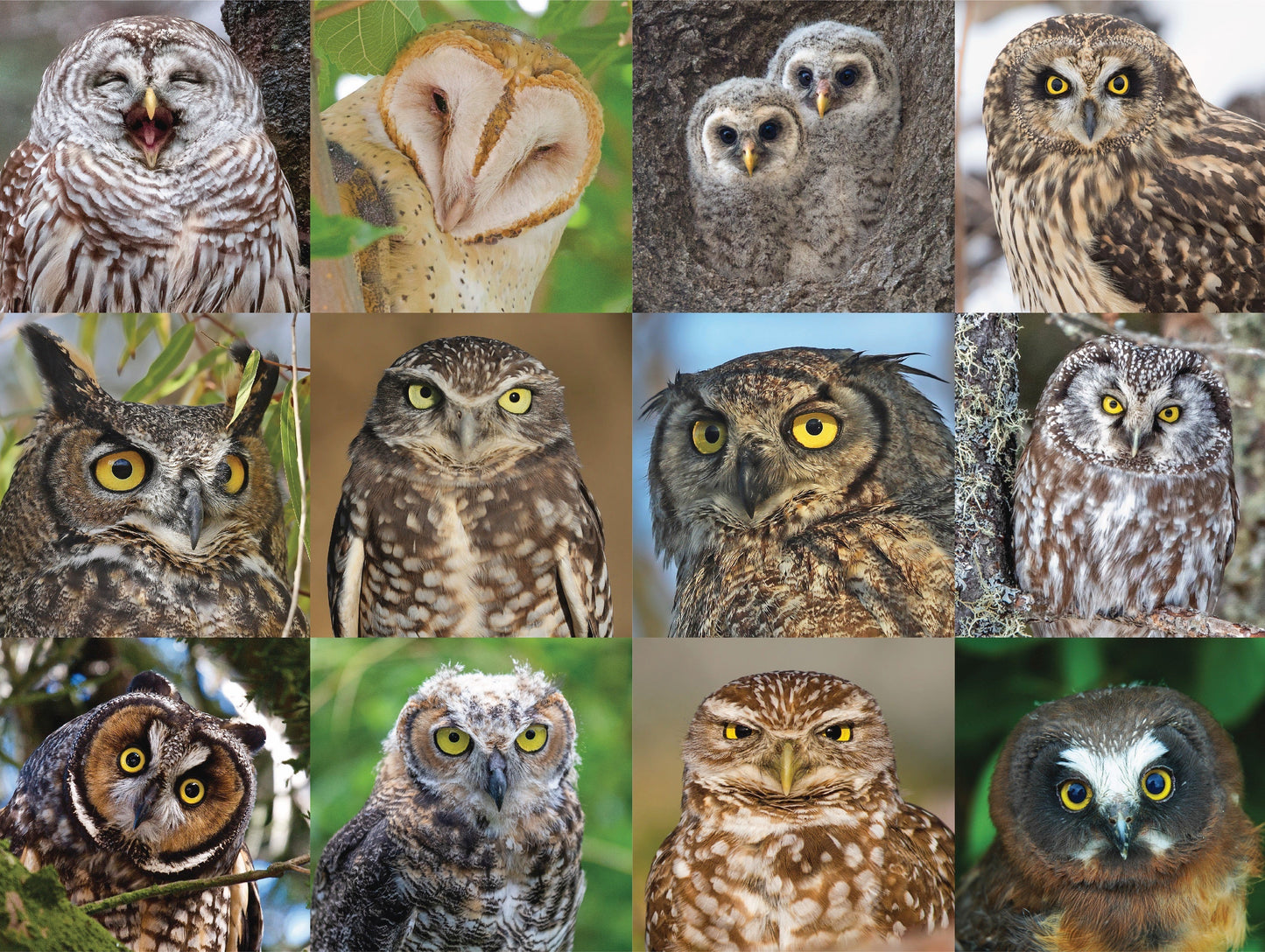 Owls and Owlets - Out of Play