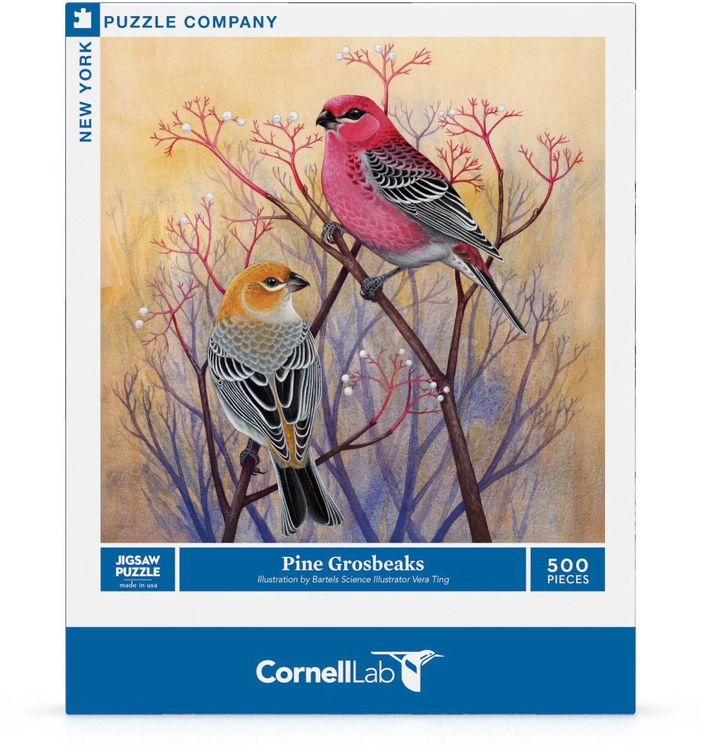 Pine Grosbeaks - Out of Play