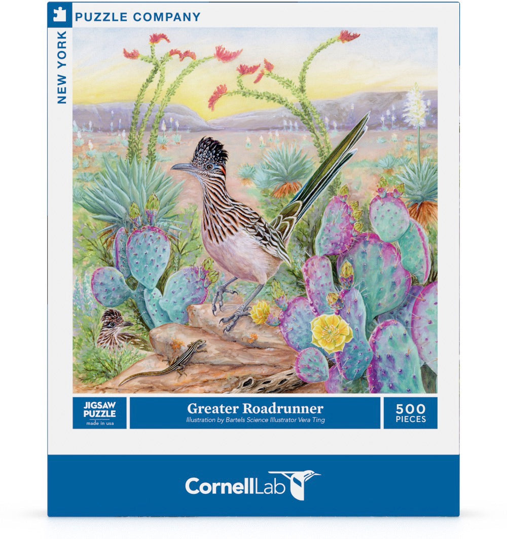 Greater Roadrunner - Out of Play