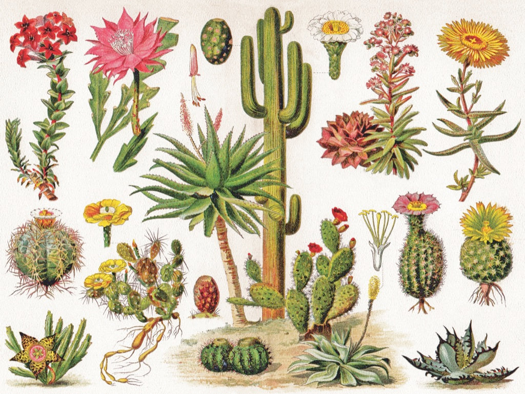 Cacti ~ Cactus - Out of Play