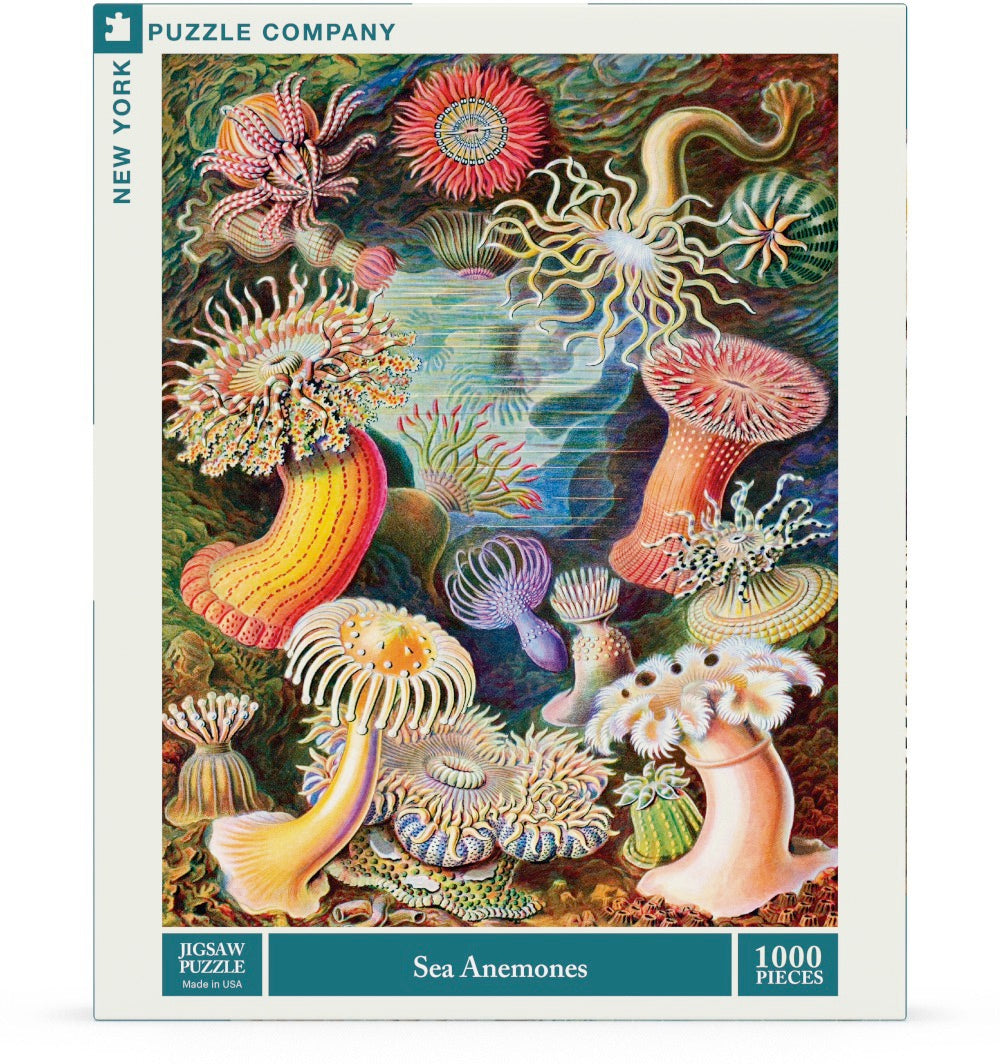 Sea Anemones