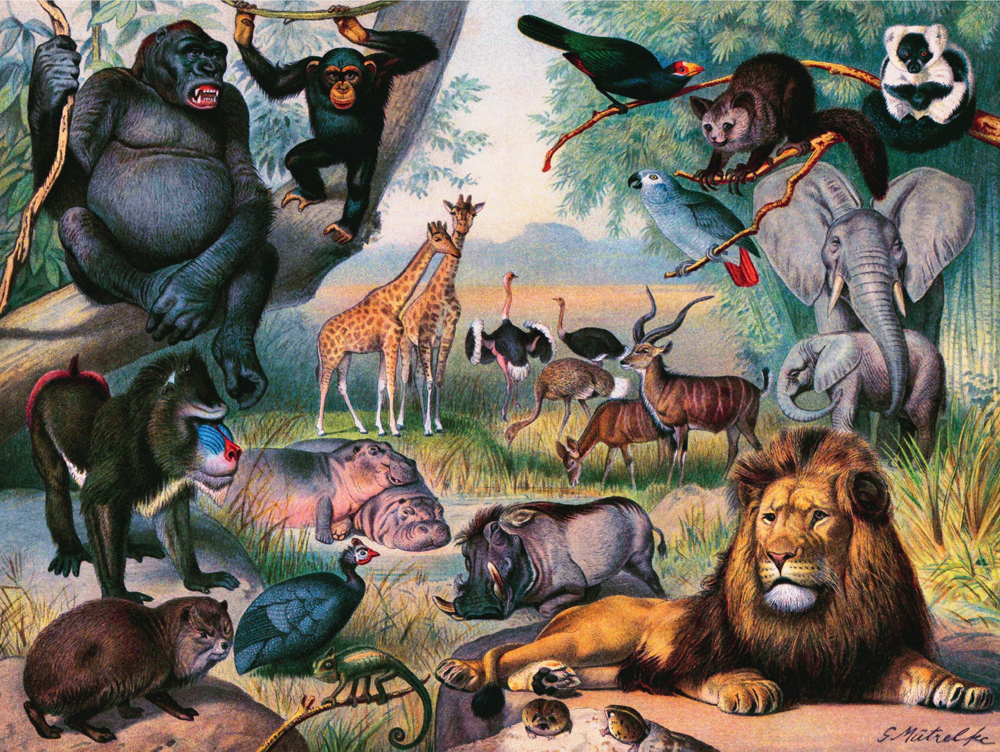 Animals of Africa - Out of Play