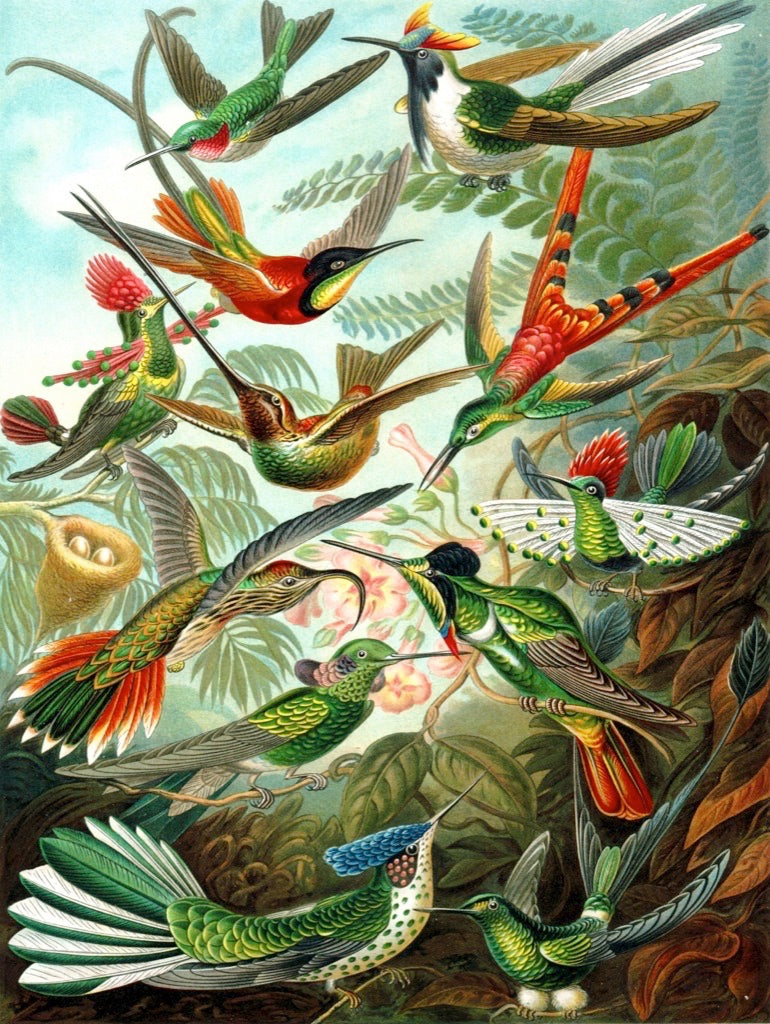Hummingbirds - Out of Play