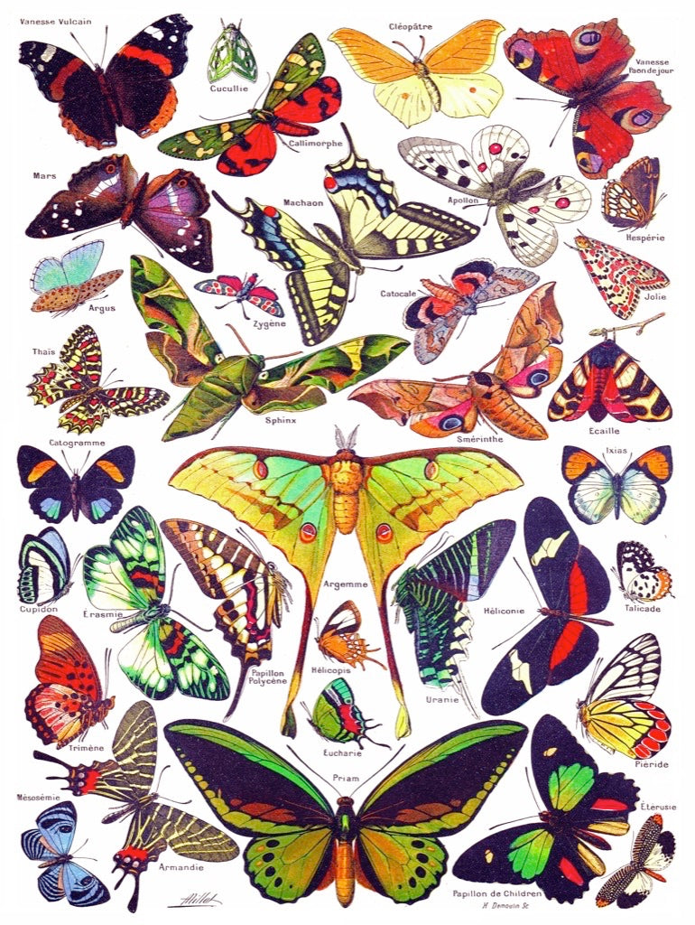 Butterflies ~ Papillons - Out of Play