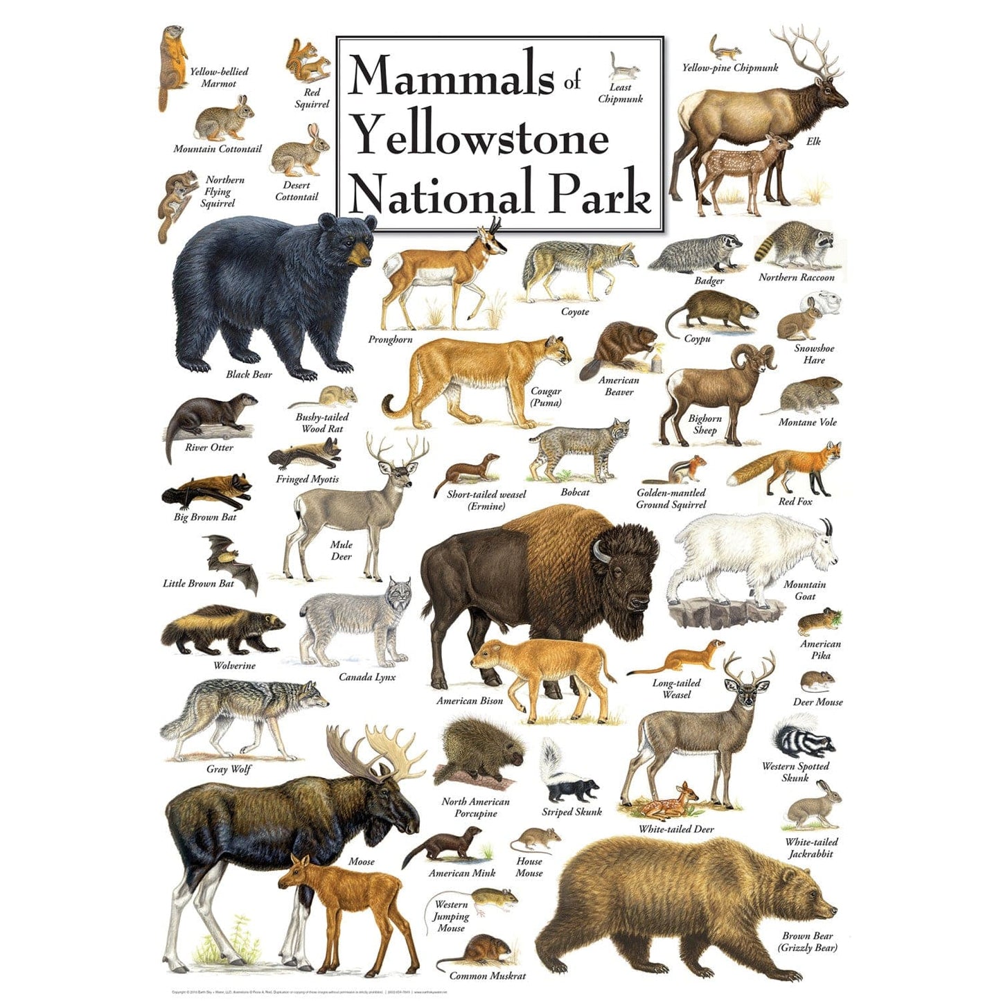 Mammals of Yellowstone National Park 1000 Piece Jigsaw Puzzle - Out of Play