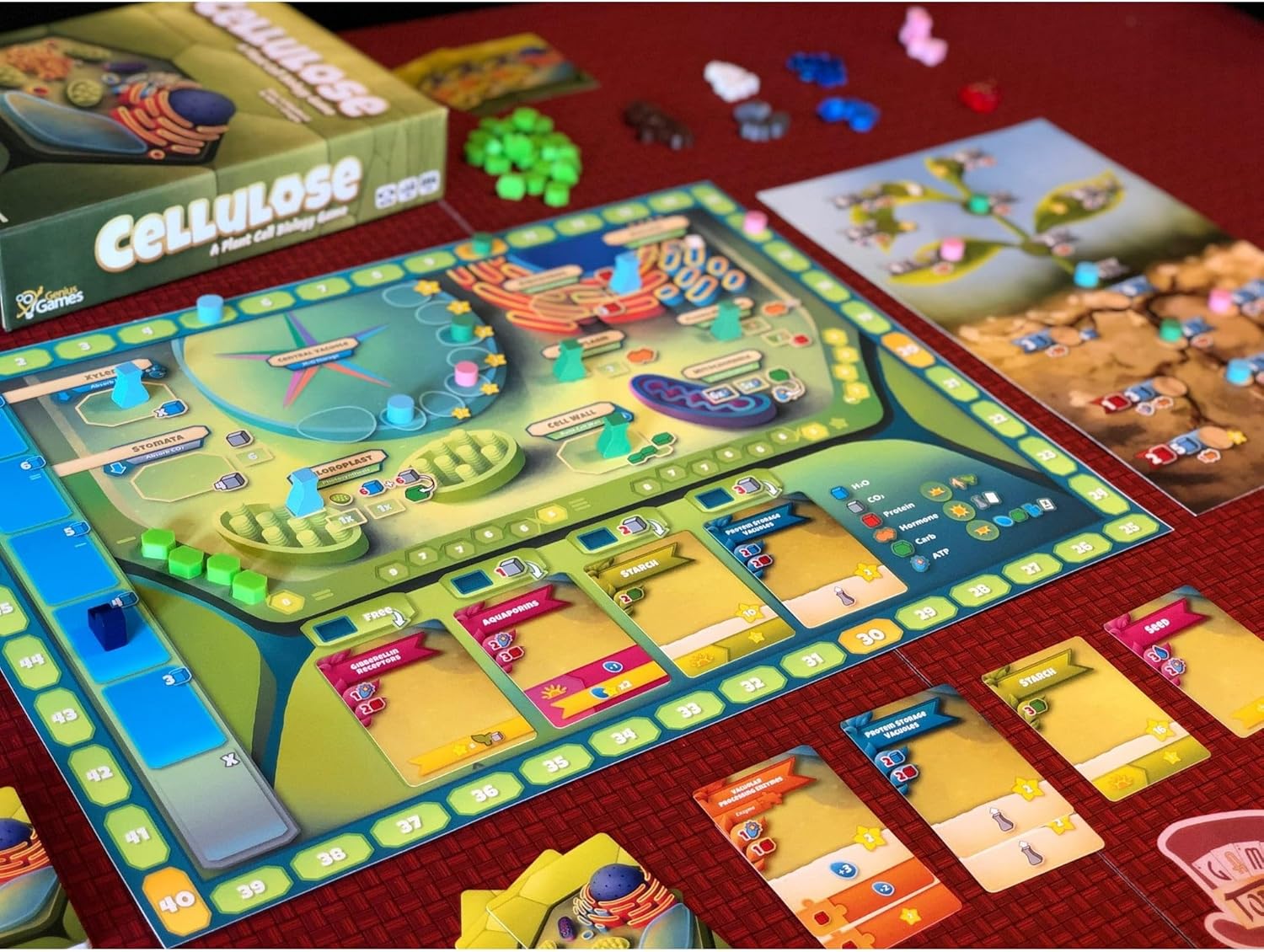 Cellulose: A Plant Cell Biology Game | MENSA Recommended Strategic Board Game About Photosynthesis, DNA & Biochemistry