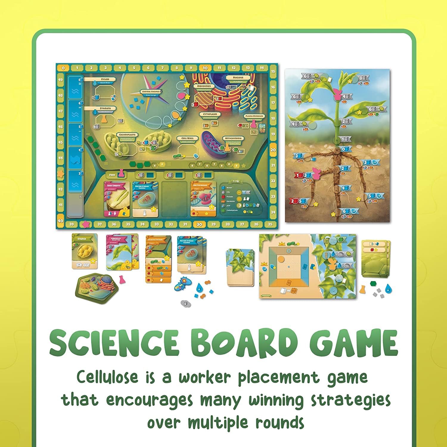 Cellulose: A Plant Cell Biology Game | MENSA Recommended Strategic Board Game About Photosynthesis, DNA & Biochemistry