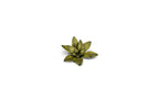 Gamers Grass - Laser Plants - Dumb Cane - Out of Play
