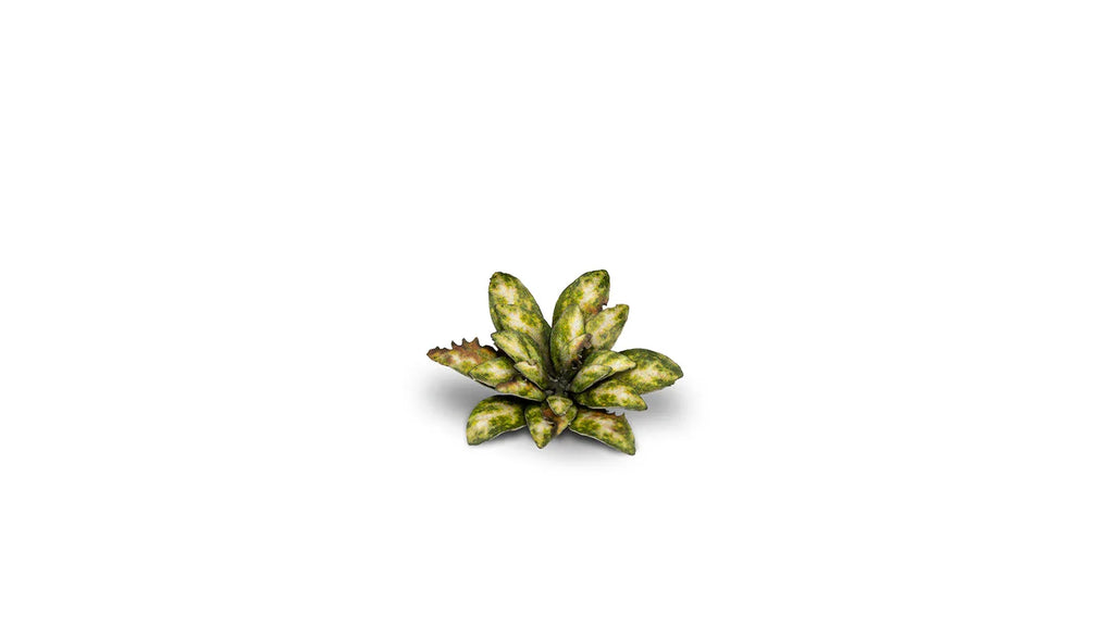 Gamers Grass - Laser Plants - Dumb Cane - Out of Play