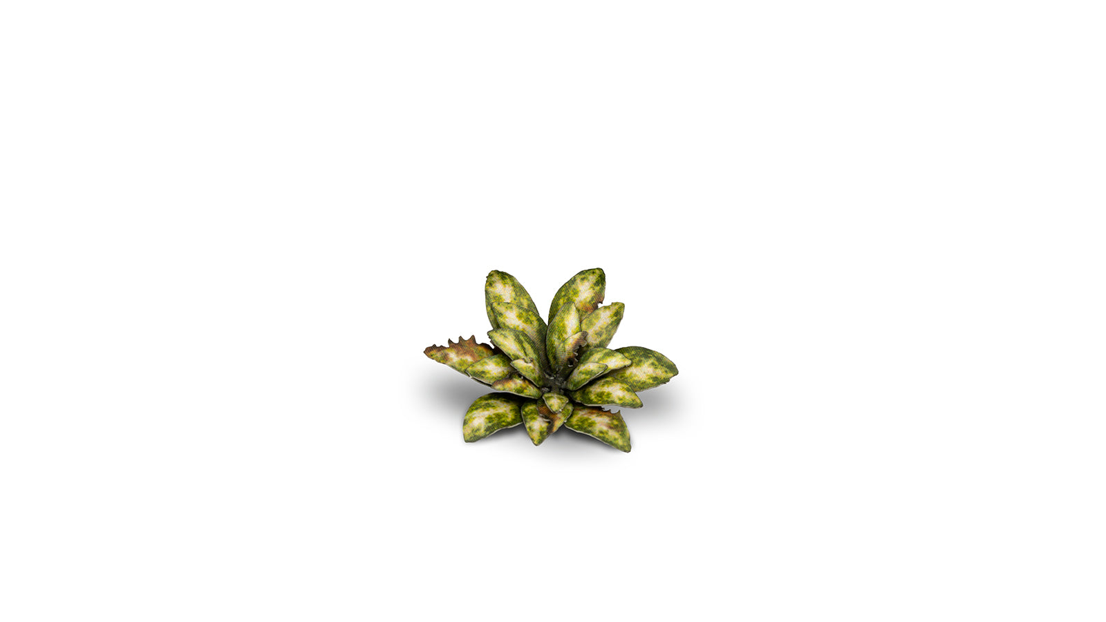 Gamers Grass - Laser Plants - Dumb Cane - Out of Play