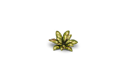 Gamers Grass - Laser Plants - Dumb Cane - Out of Play