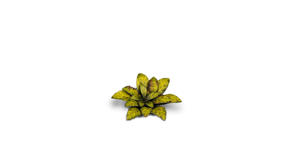 Gamers Grass - Laser Plants - Dumb Cane - Out of Play