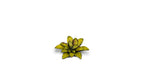 Gamers Grass - Laser Plants - Dumb Cane - Out of Play