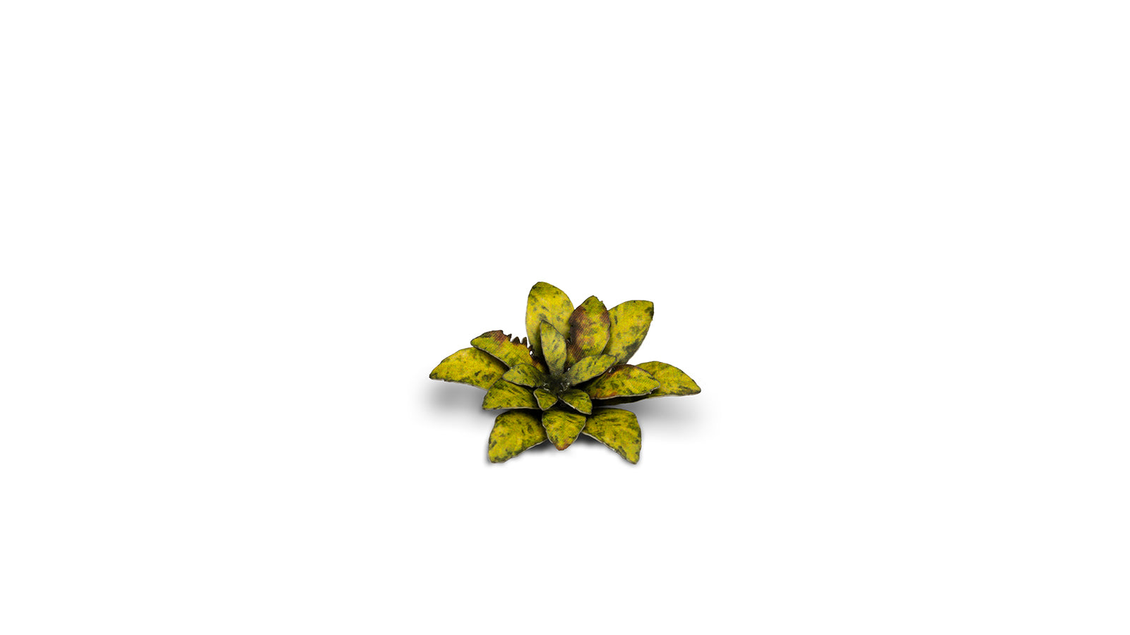 Gamers Grass - Laser Plants - Dumb Cane - Out of Play