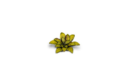 Gamers Grass - Laser Plants - Dumb Cane - Out of Play