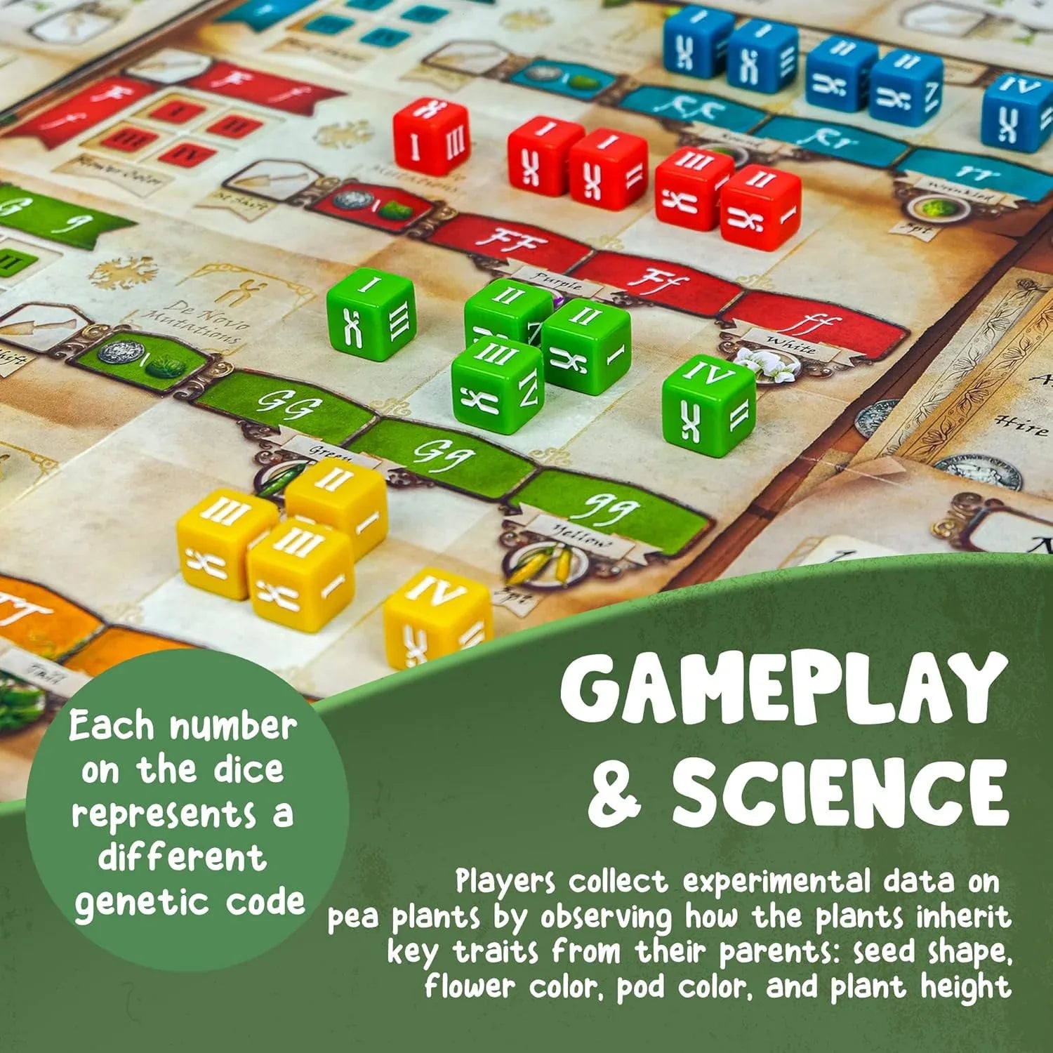 Genotype: A Mendelian Genetics Game | MENSA Recommended Strategy Board Game about the Science of Genetics, Punnett Squares and Gregor Mendel’s Pea Plants - Out of Play