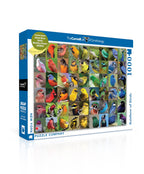 Rainbow of Birds - Out of Play