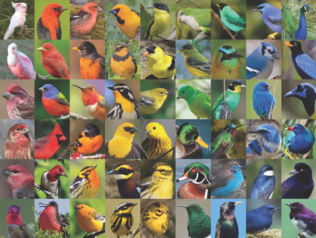 Rainbow of Birds - Out of Play
