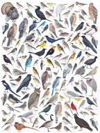 Birds of Western North America - Out of Play