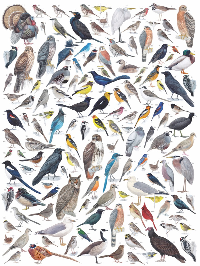 Birds of Western North America - Out of Play