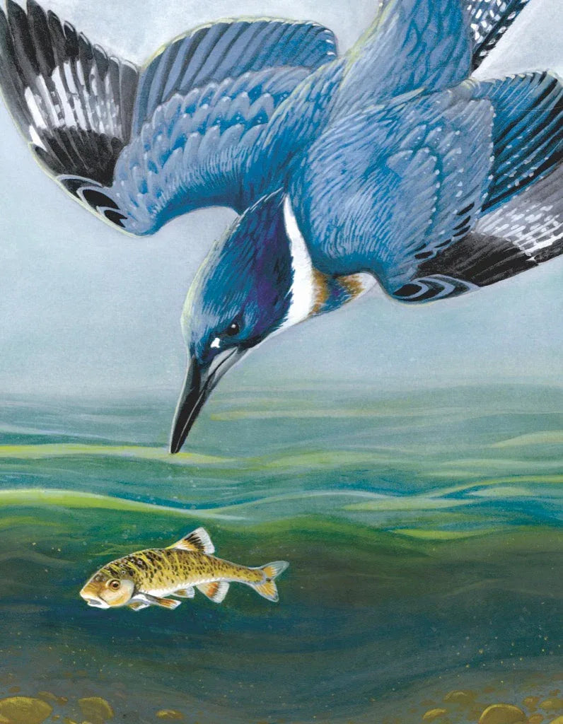 Belted Kingfisher Mini - Out of Play