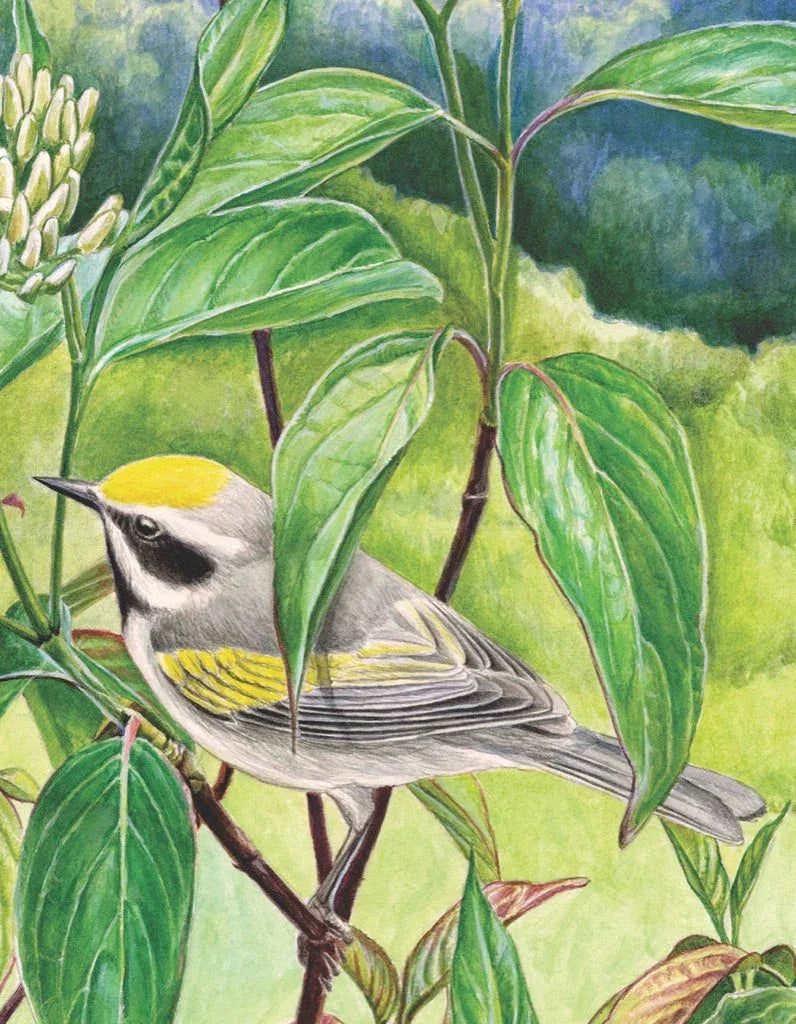 Golden-winged Warbler Mini - Out of Play