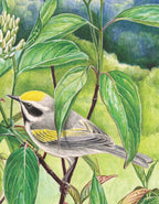 Golden-winged Warbler Mini - Out of Play