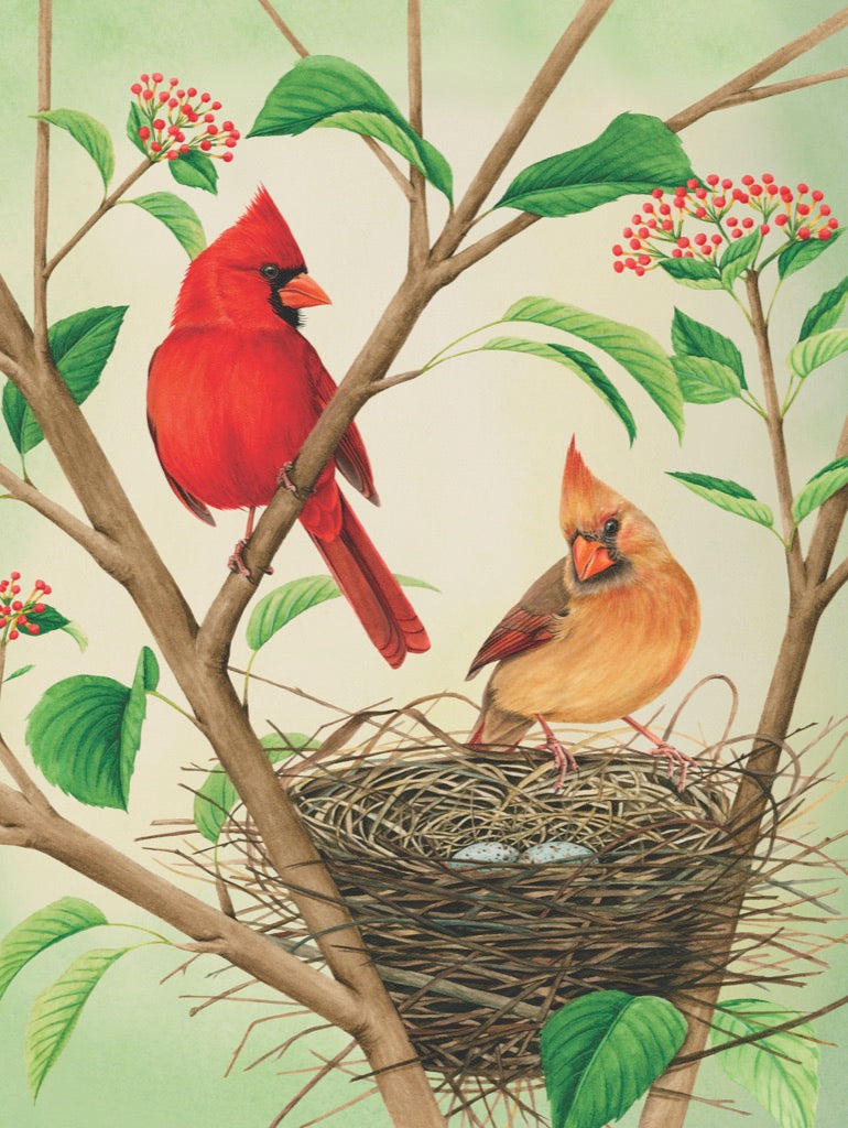 Northern Cardinals - Out of Play