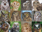 Owls and Owlets - Out of Play