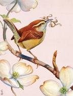 Carolina Wren - Out of Play