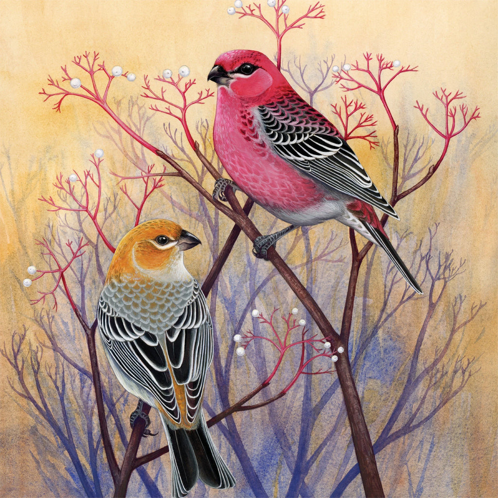 Pine Grosbeaks - Out of Play