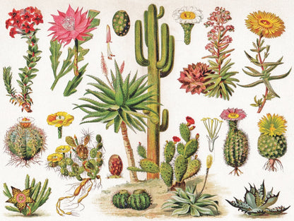 Cacti ~ Cactus - Out of Play