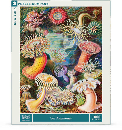 Sea Anemones