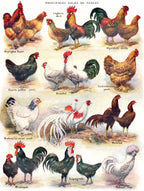 Poules ~ Poultry - Out of Play