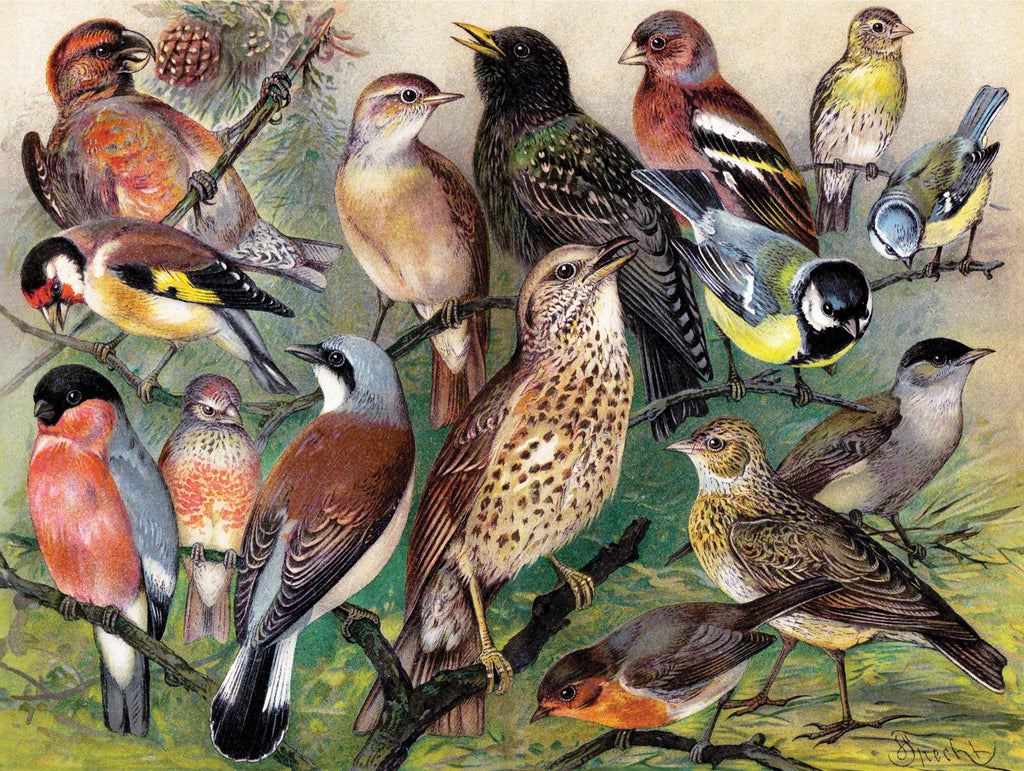 Songbirds - Out of Play