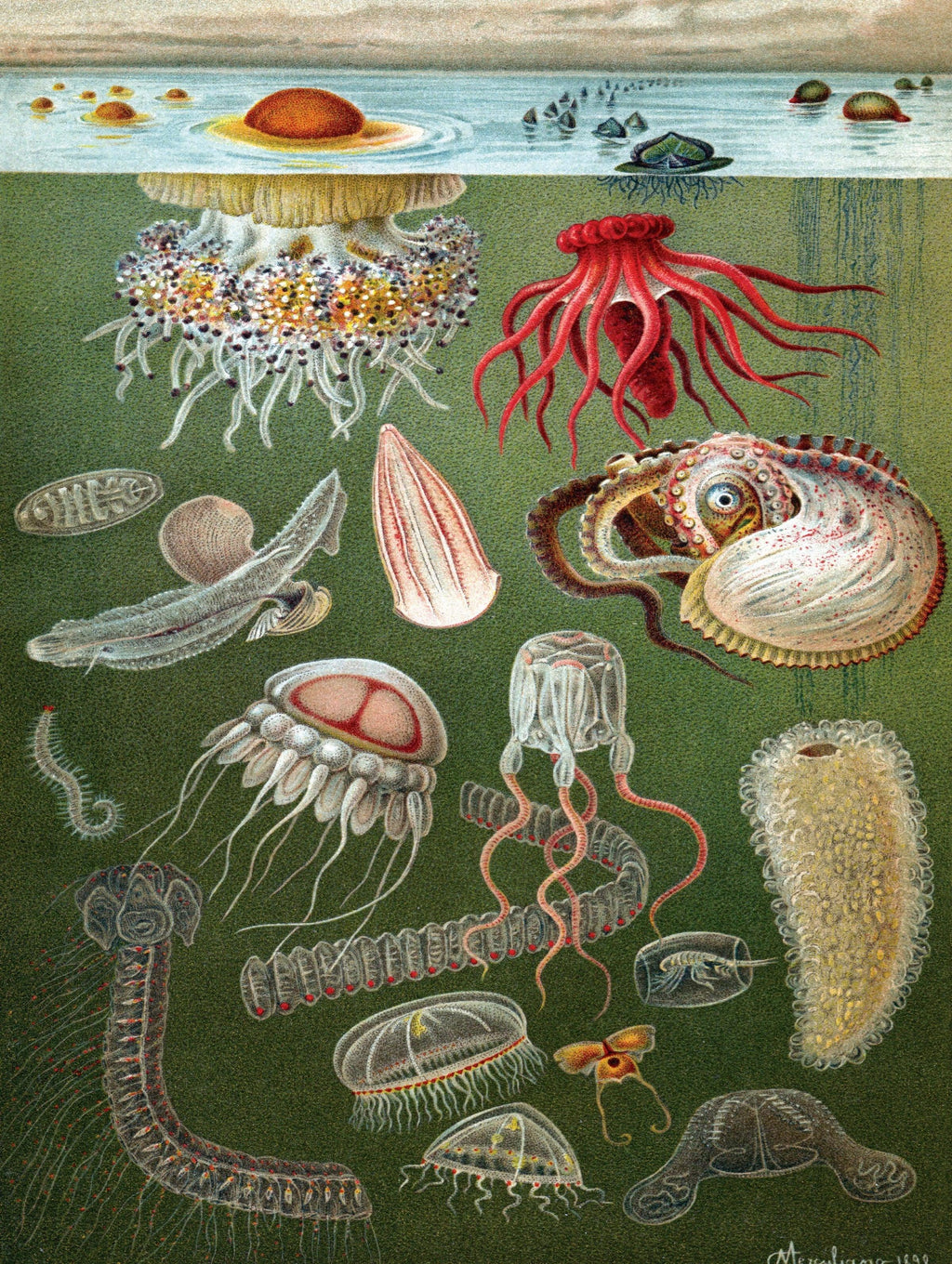 Under the Sea - Out of Play