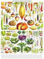 Vegetables ~ Légumes - Out of Play
