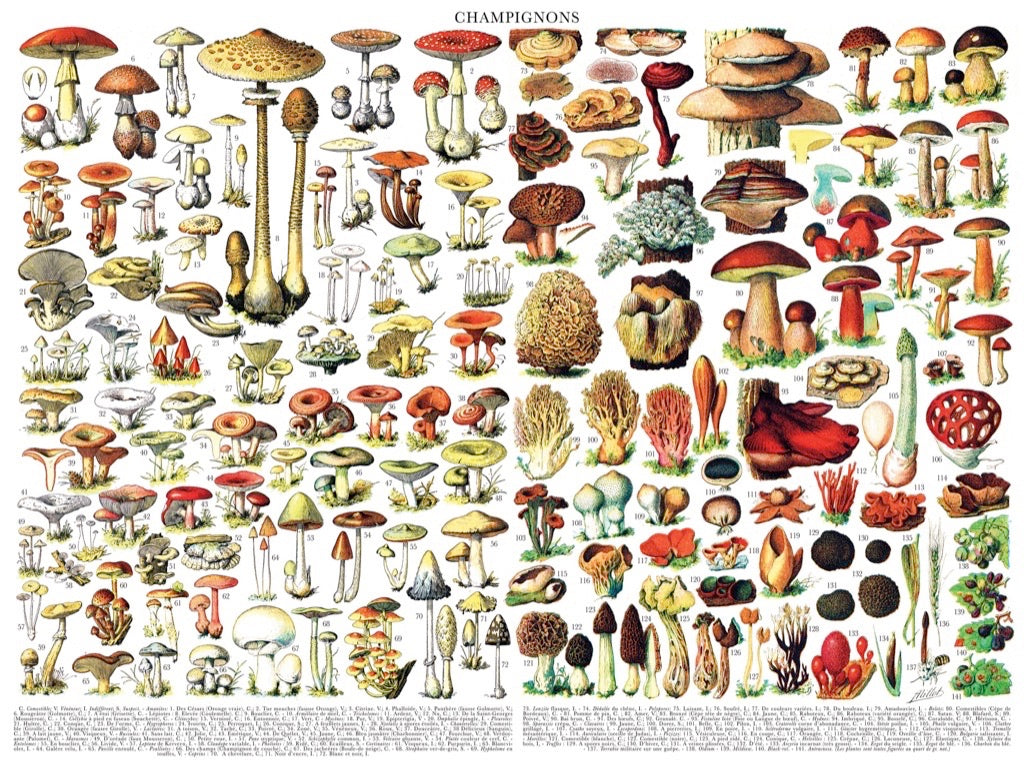 Mushrooms ~ Champignons - Out of Play