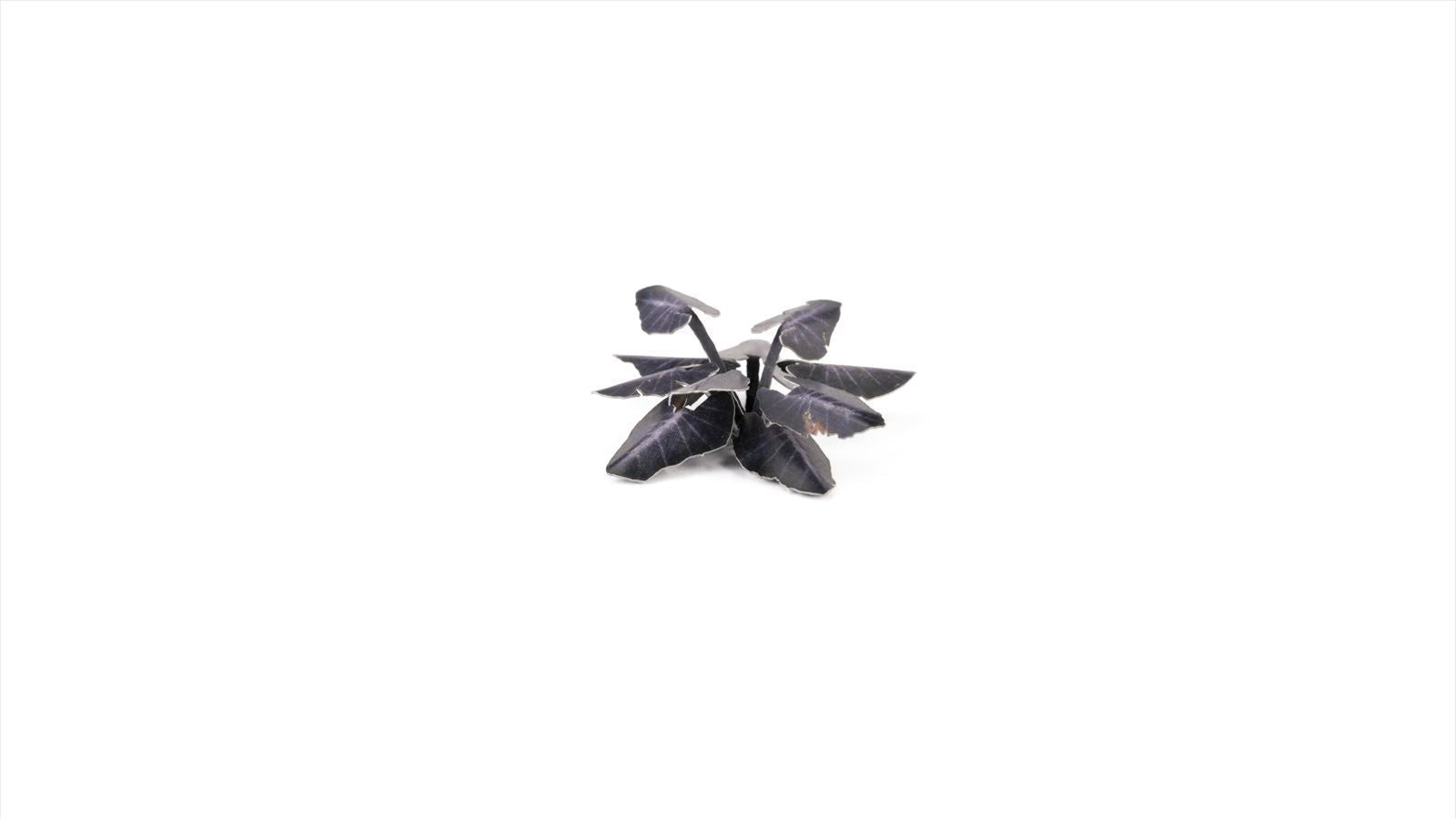 Gamers Grass - Laser Plants - Black Magic Taro - Out of Play