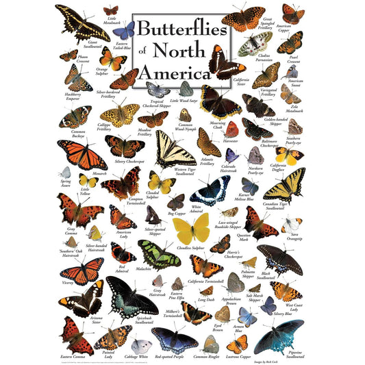 Butterflies of North America 1000 Piece Jigsaw Puzzle - Out of Play