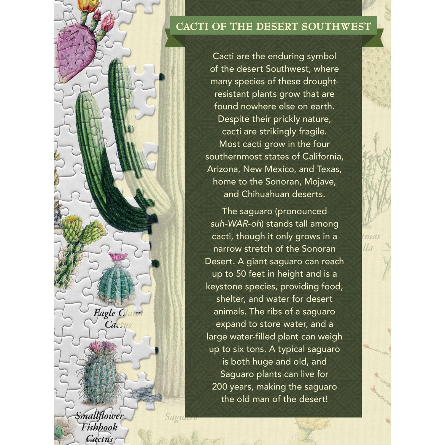 Cacti of the Desert Southwest 1000 Piece Jigsaw Puzzle - Out of Play