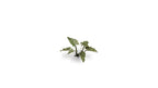 Gamers Grass - Laser Plants - Lords and Ladies - Out of Play