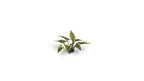 Gamers Grass - Laser Plants - Lords and Ladies - Out of Play